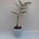 061 - Zamiculca - Zamiculca Zamifolia