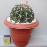 010 - CCOROA DE FRADE - Melocactus Zehntneri